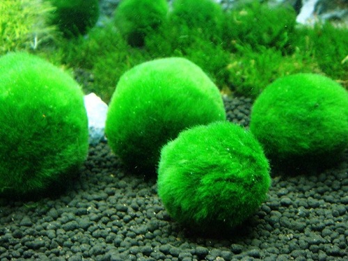 綠球藻展示中心