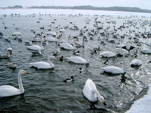 白鳥濤沸湖