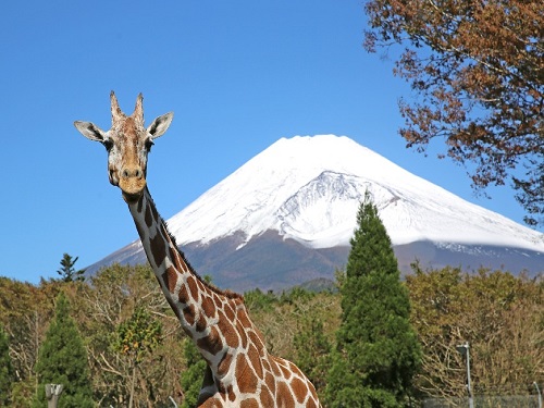 富士野生動物園