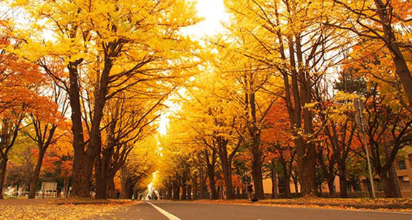 北海道大學的銀杏並木