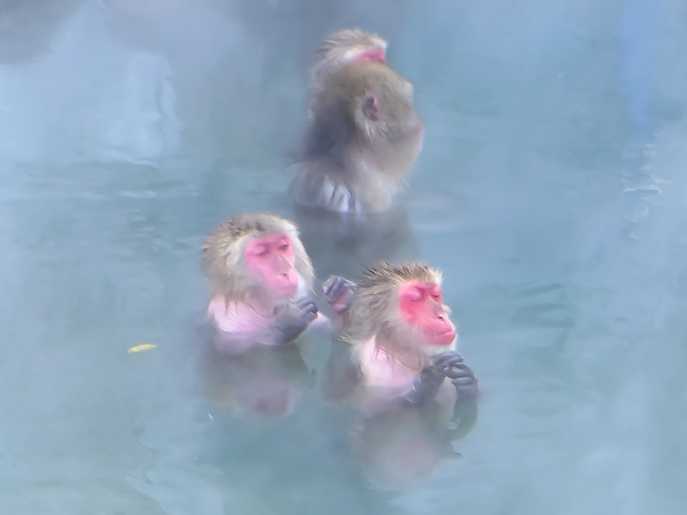 猴子泡溫泉